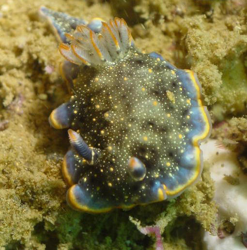 Glossodoris ghanensis